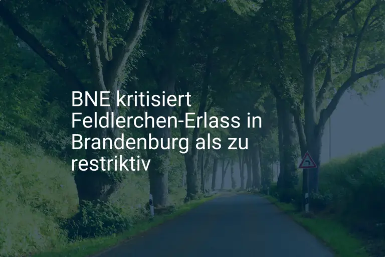 BNE übt Kritik an Brandenburgs Feldlerchen-Erlass: Ausbau gefährdet?