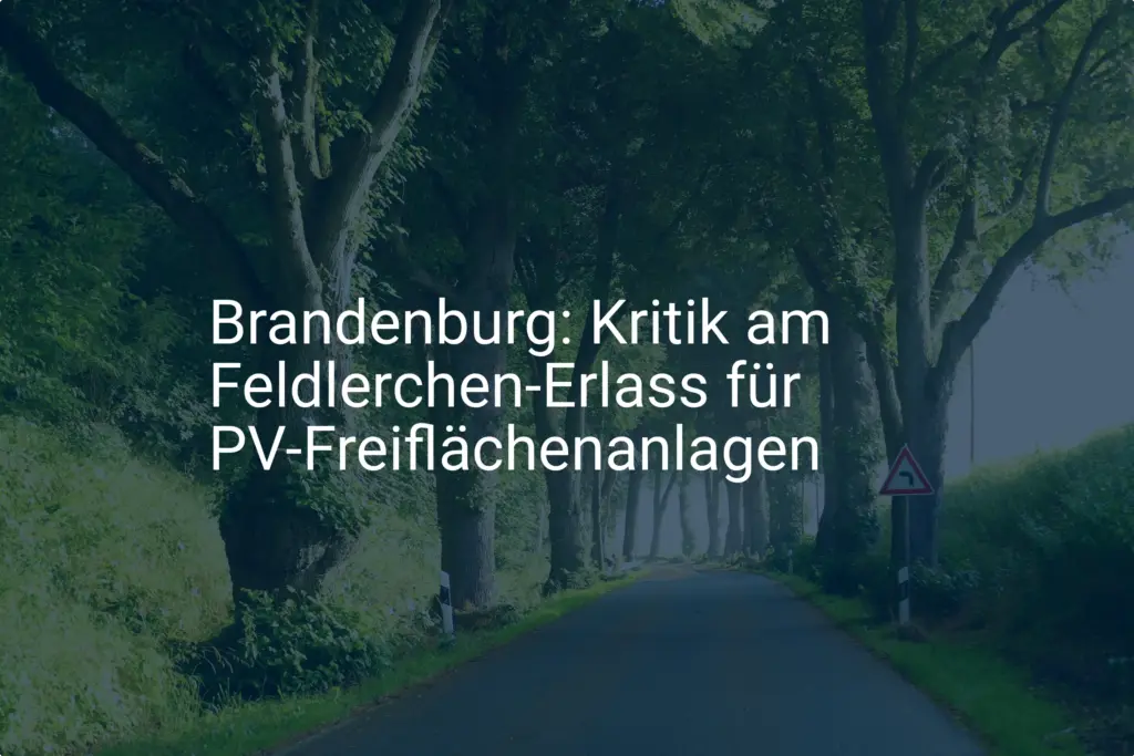 Brandenburg: Kritik an Feldlerchen-Erlass für PV-Freiflächenanlagen