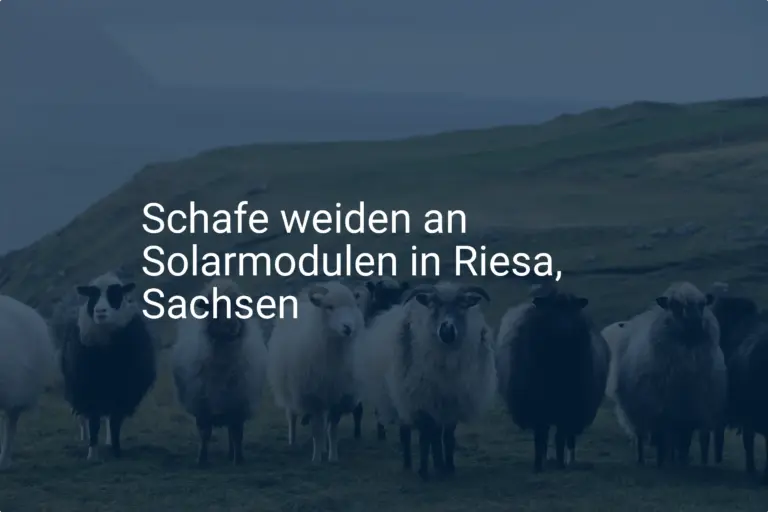 Innovative Lösung: Schafe unter Solarmodulen in Riesa, Sachsen