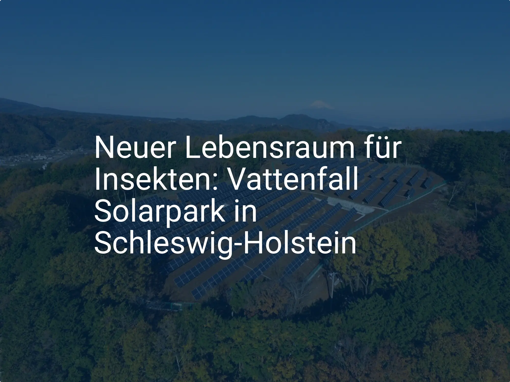 Neuer Lebensraum für Insekten: Vattenfall Solarpark in Schleswig-Holstein