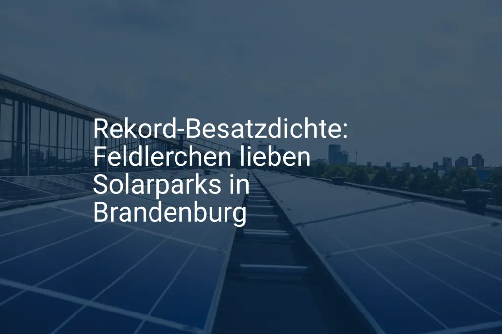 Rekord-Besatzdichte: Feldlerchen lieben Solarparks in Brandenburg