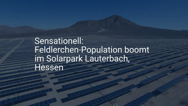 Sensationell: Feldlerchen-Population boomt im Solarpark Lauterbach, Hessen