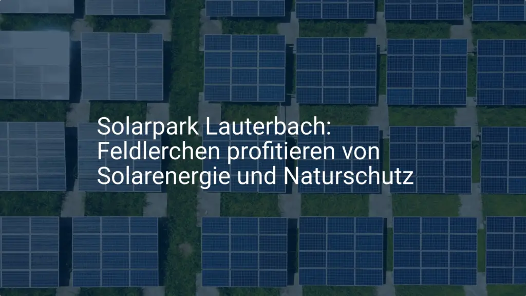 Solarpark Lauterbach: Feldlerchen profitieren von Solarenergie und Naturschutz