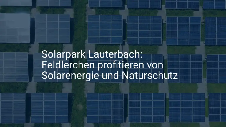 Solarpark Lauterbach: Feldlerchen profitieren von Solarenergie und Naturschutz