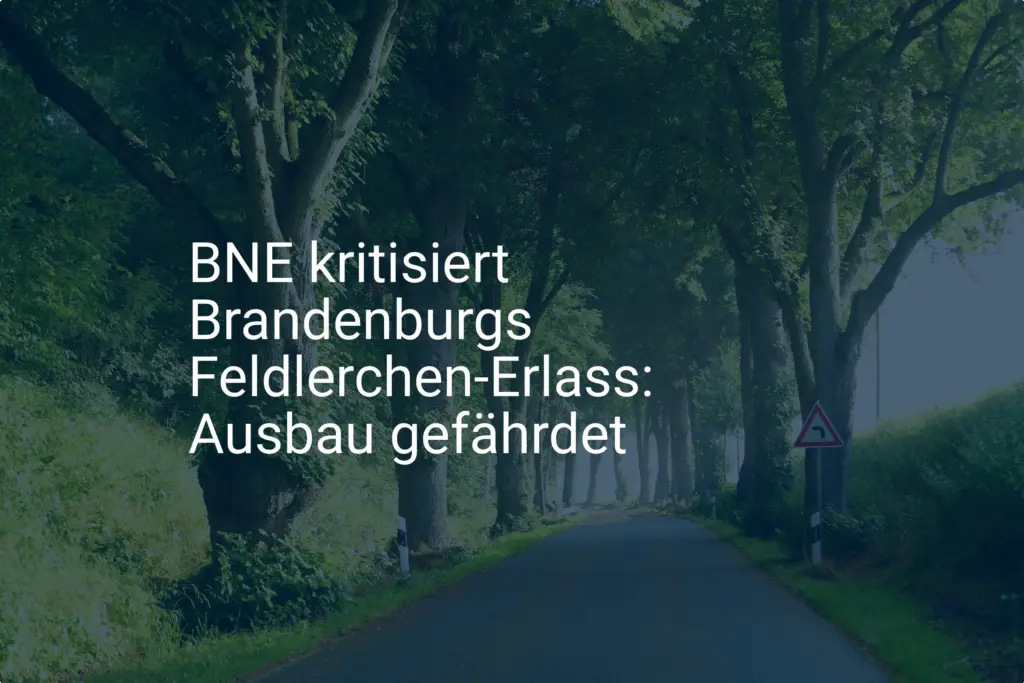 Streit um Feldlerchen-Erlass in Brandenburg: BNE kritisiert Ausbaugefährdung