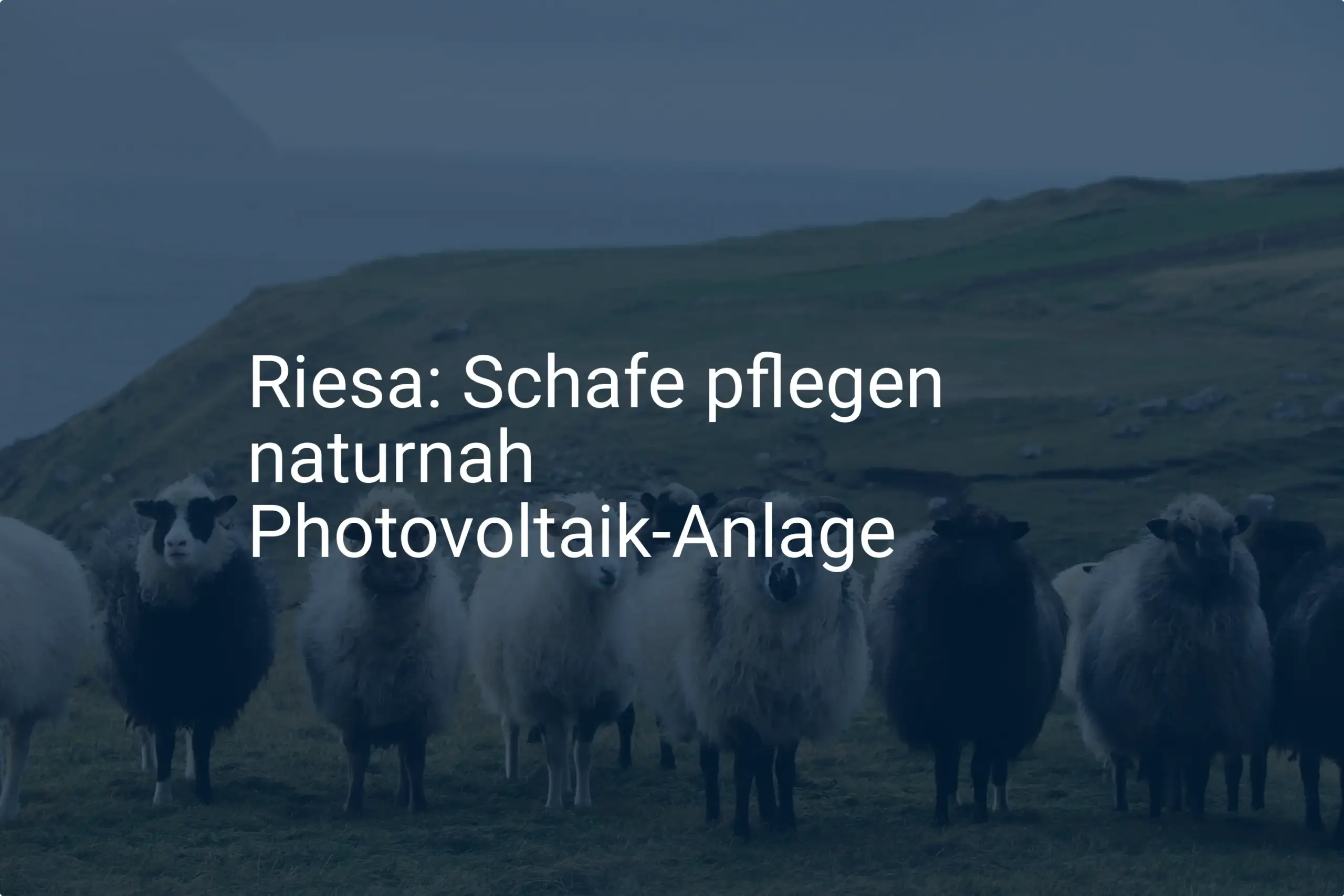 Öko-Helfer in Sachsen: Schafe betreiben naturnahe Photovoltaik-Pflege in Riesa